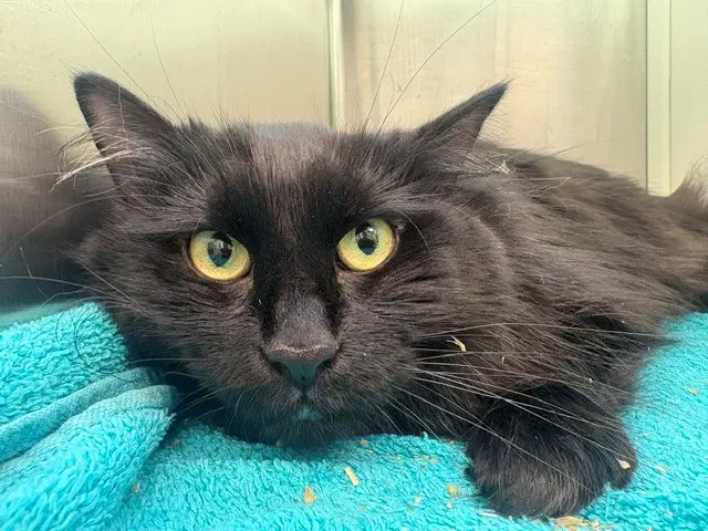 Rosie - Domestic Long Hair