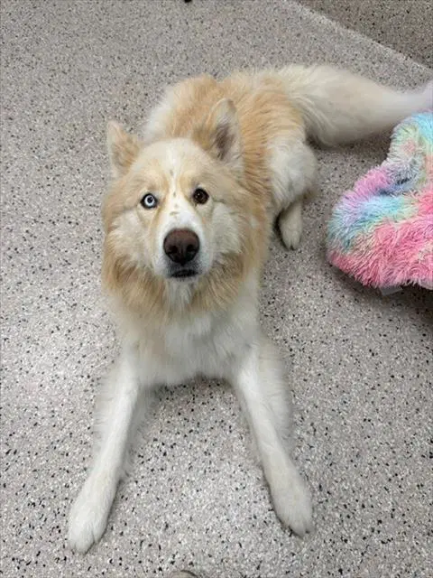 Apollo - Siberian Husky