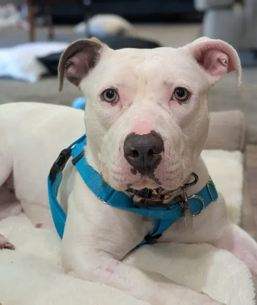 Bella Ann - Pit Bull Terrier