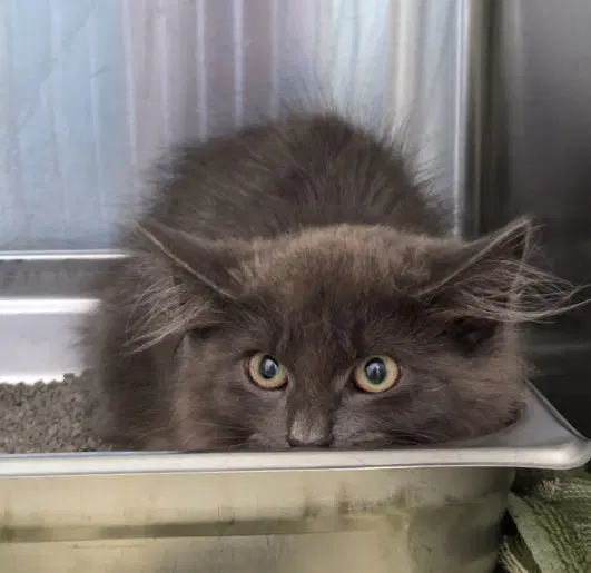 Eeyore - Domestic Long Hair