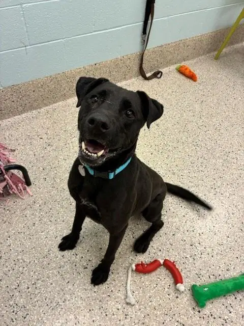 Odin - Labrador Retriever