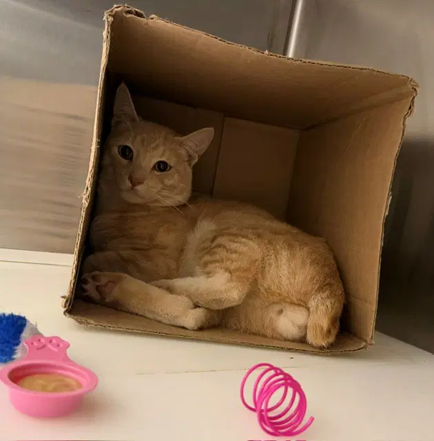 Chicken - Domestic Short Hair