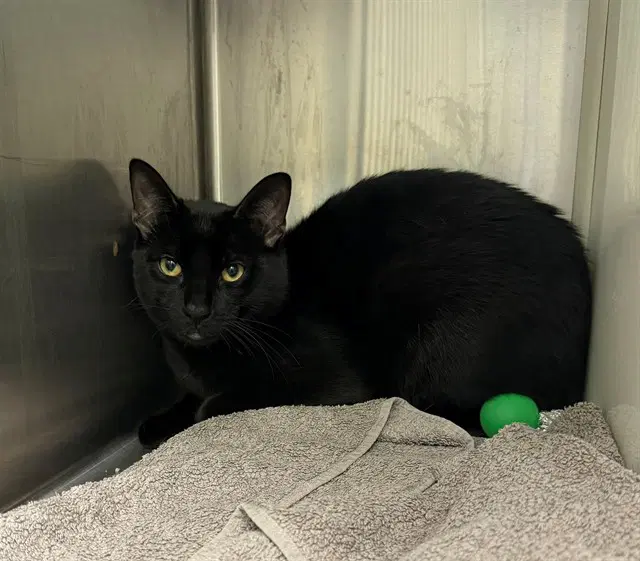 George - Domestic Short Hair