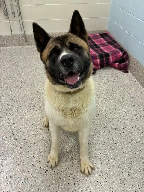 Tyson image 1