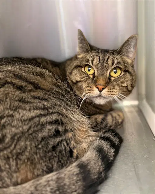 Kitkat - Domestic Short Hair