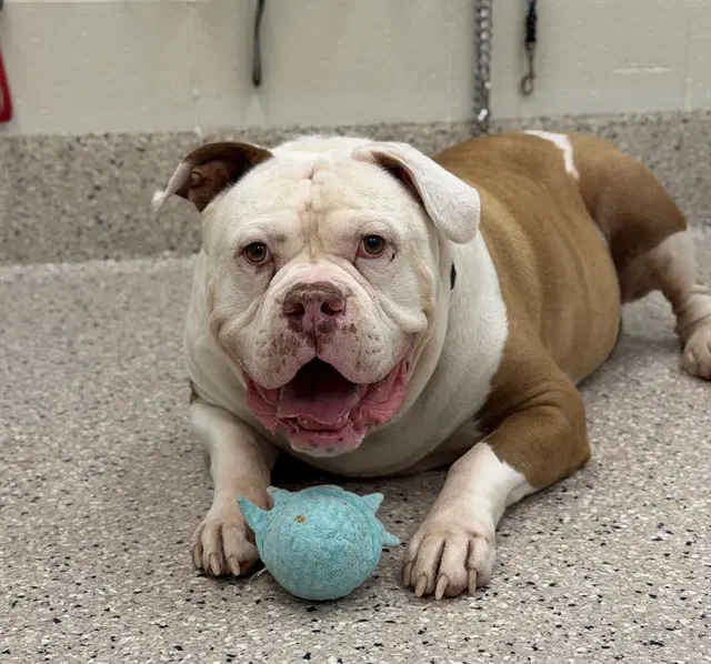 Duke - American Bulldog