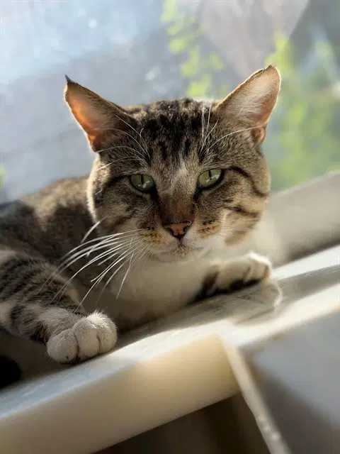Lug Nut - Domestic Short Hair