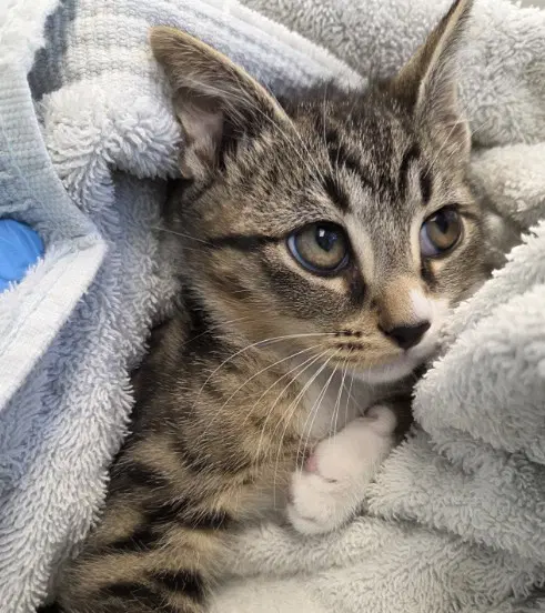 Cayden - Domestic Short Hair