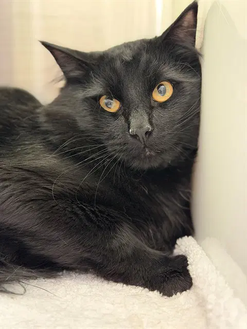 Shadow - Domestic Medium Hair
