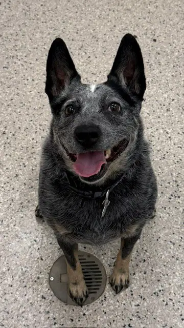 Nala - Australian Cattle Dog/Blue Heeler