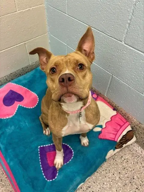 Guera - Pit Bull Terrier