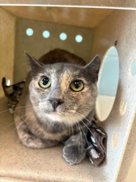 Scout - Domestic Short Hair
