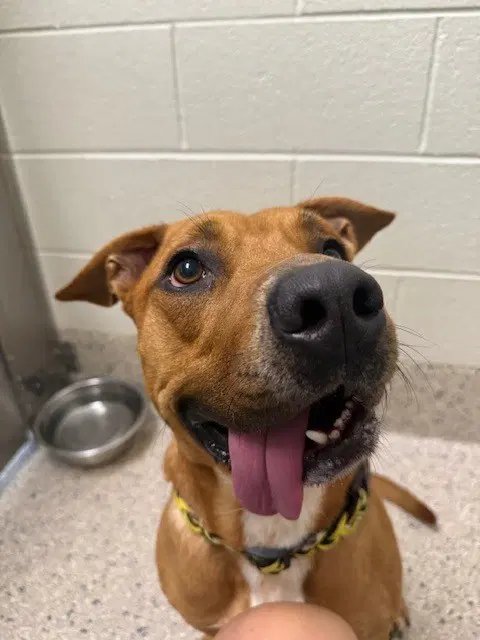 Slurpee - Pit Bull Terrier