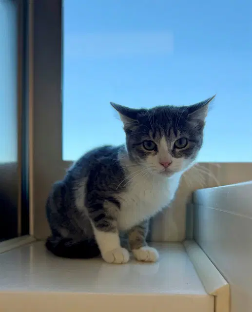 Tartar Sauce - Domestic Short Hair