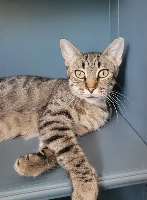 Mia - Domestic Short Hair