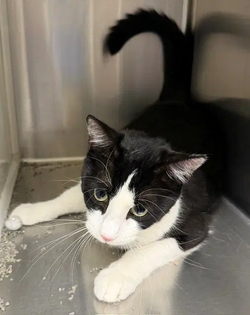 Clawhugs - Domestic Short Hair