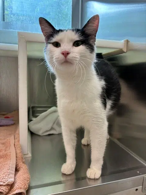 Claire - Domestic Short Hair