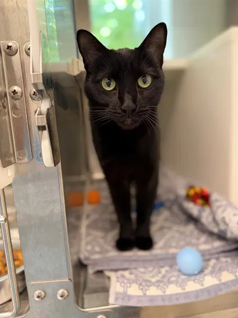 Marigold - Domestic Short Hair