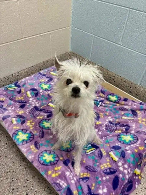 Navi - Terrier