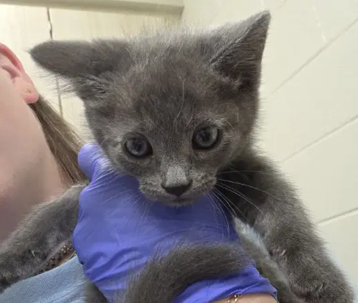 Willie - Domestic Short Hair