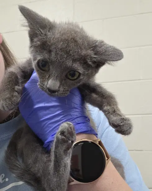 Bella - Domestic Short Hair
