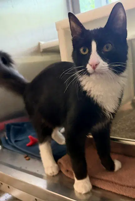 Gunner - Domestic Medium Hair