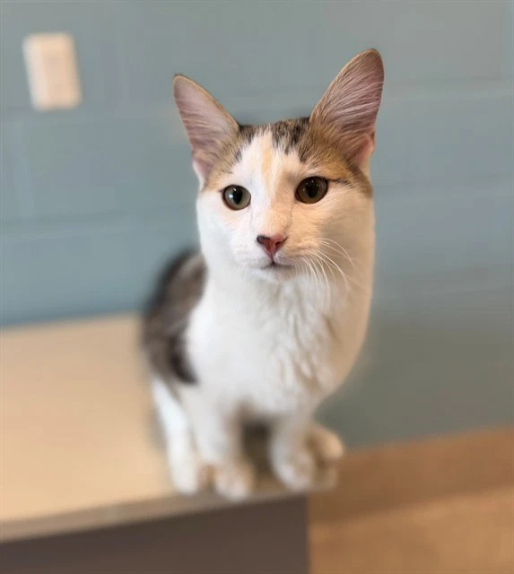 Skipper