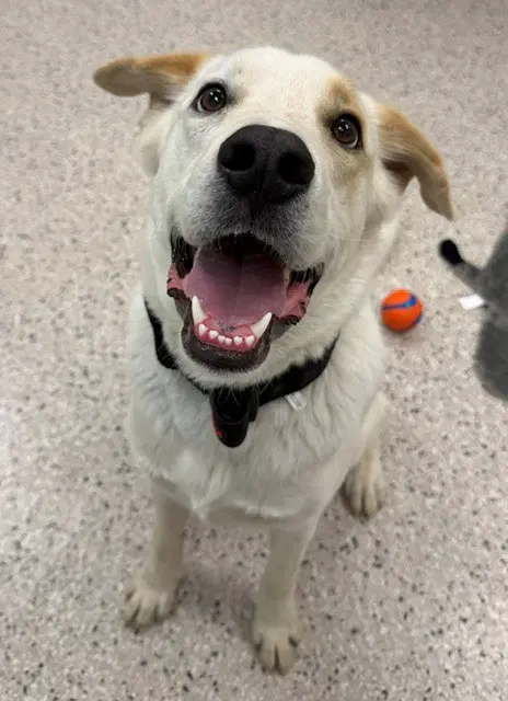 Chase - Great Pyrenees