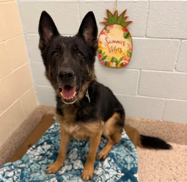 Chico - German Shepherd Dog