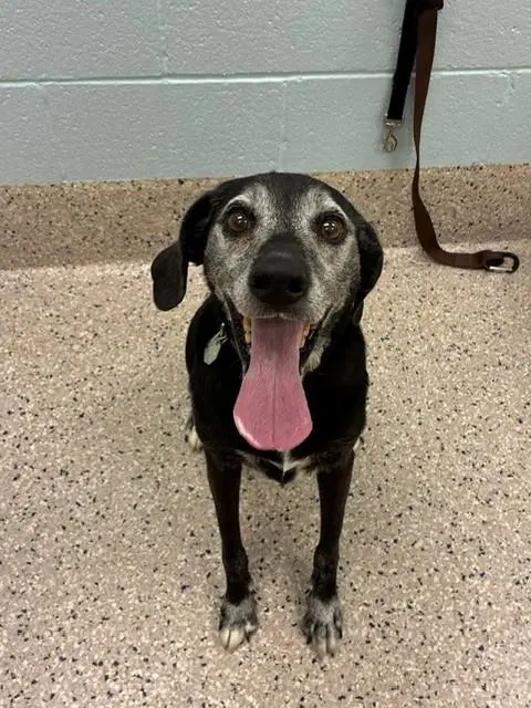 Ammo - Plott Hound