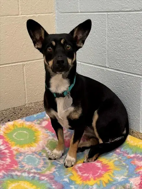 Taquito - Cardigan Welsh Corgi