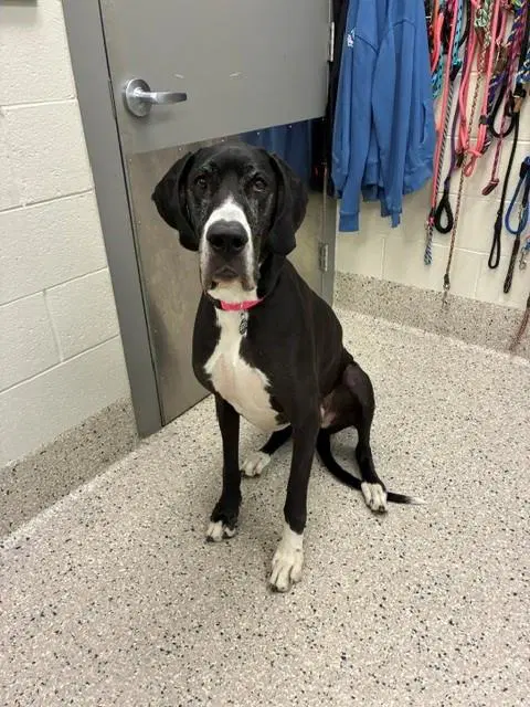 Madison - Great Dane
