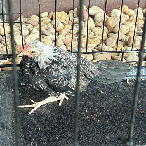 *FIG NEWTON, a poultry for adoption from Adams County Animal Shelter