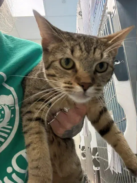 Danika - Domestic Short Hair