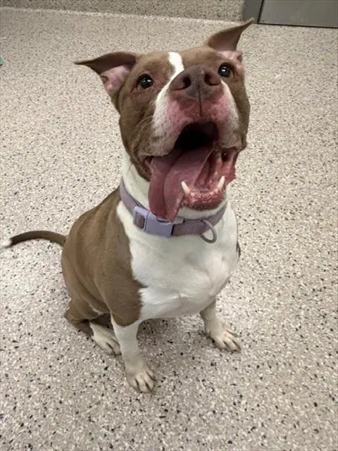 Rosa - Pit Bull Terrier