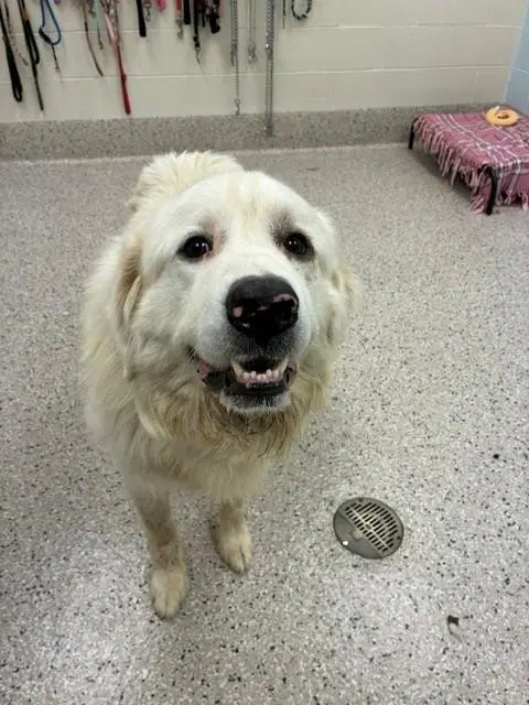 Noah - Great Pyrenees