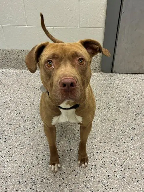Canelo - Pit Bull Terrier