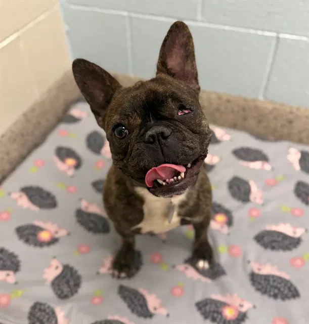 Frenchie - French Bulldog