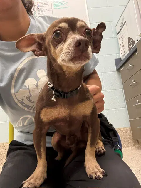 Fenway - Chihuahua