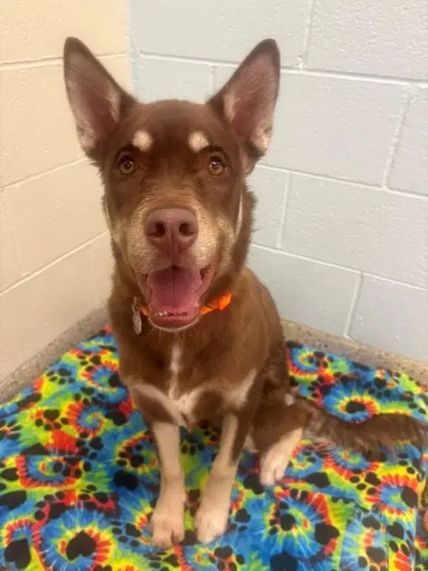 Kenai - Siberian Husky