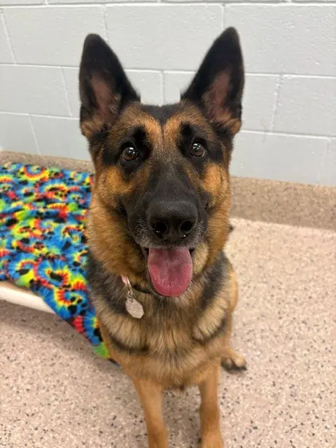 London - German Shepherd Dog