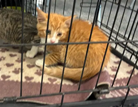 Cisco - Domestic Short Hair