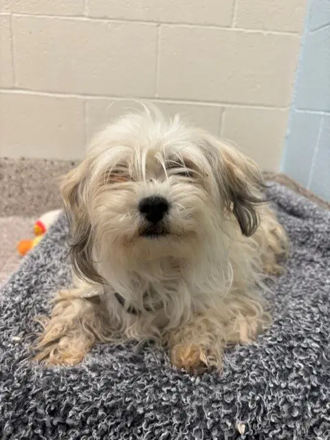 Tiegen - Maltese