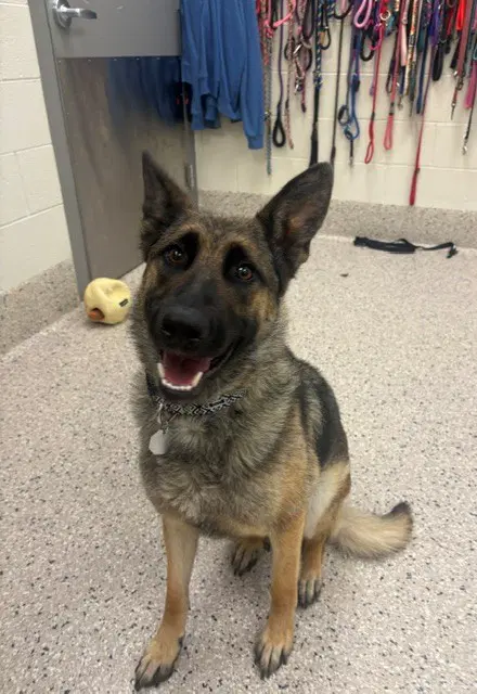Reyna - German Shepherd Dog