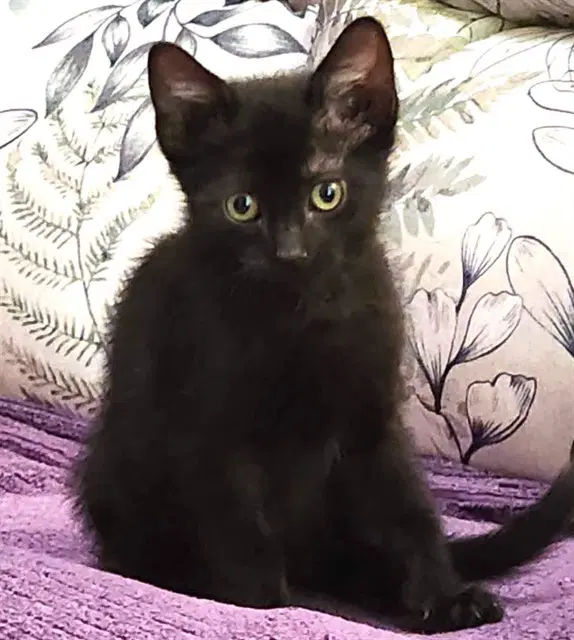 Magellan - Domestic Short Hair