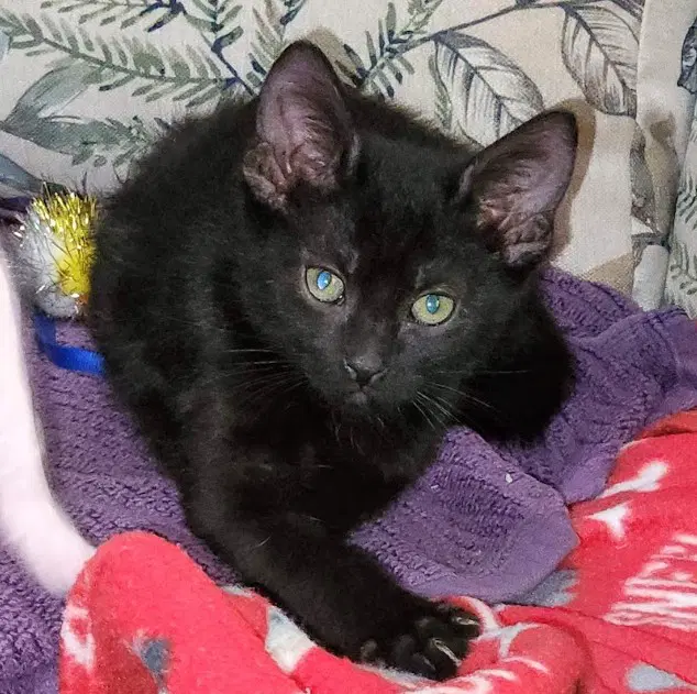 Beowulf - Domestic Short Hair