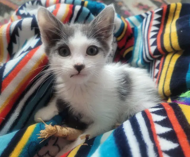 Valentine - Domestic Short Hair