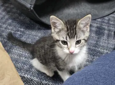 Thackory - Domestic Short Hair