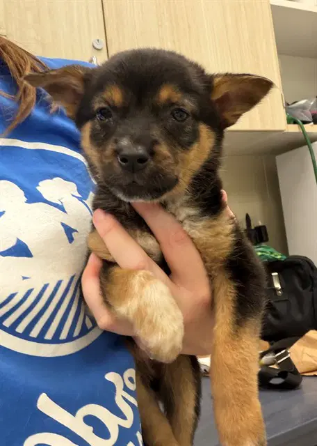 Vivian - Australian Cattle Dog/Blue Heeler