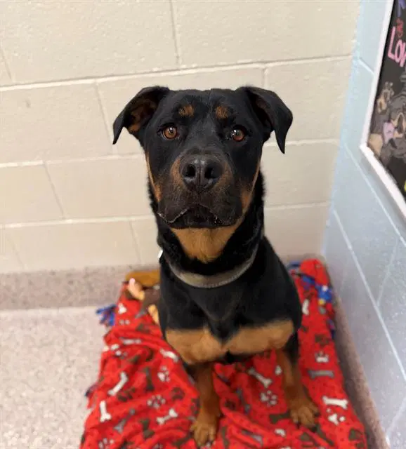 Diesel - Rottweiler